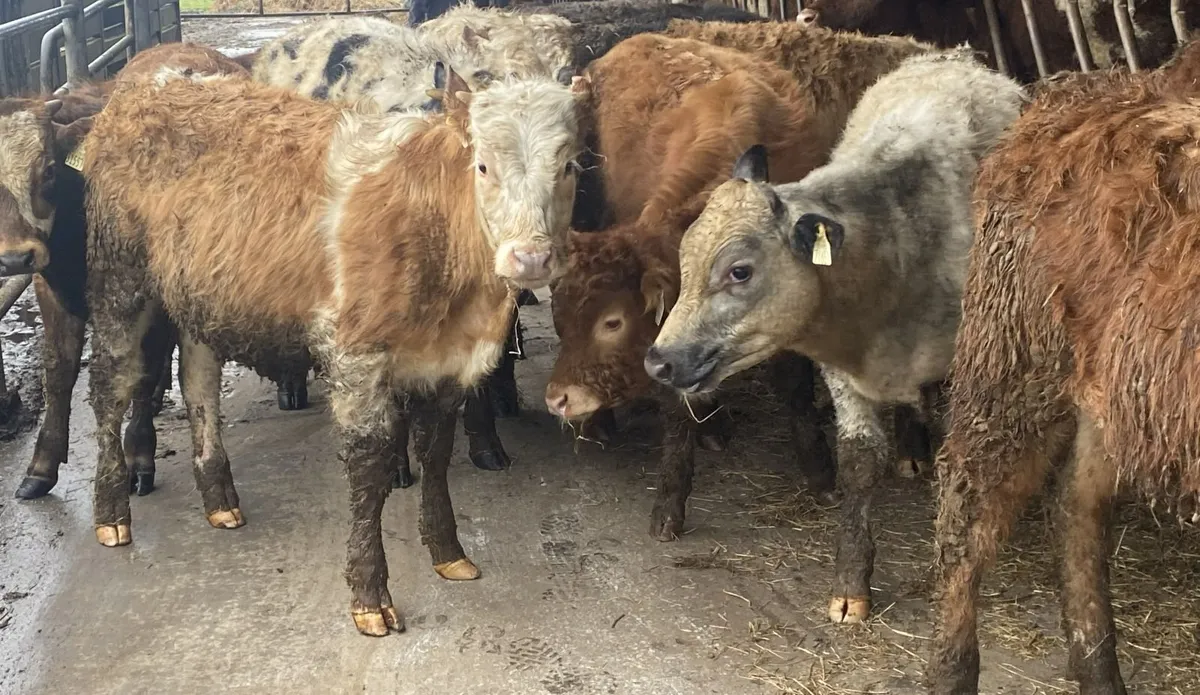 12 Smashing Bull Weanlings - Image 1