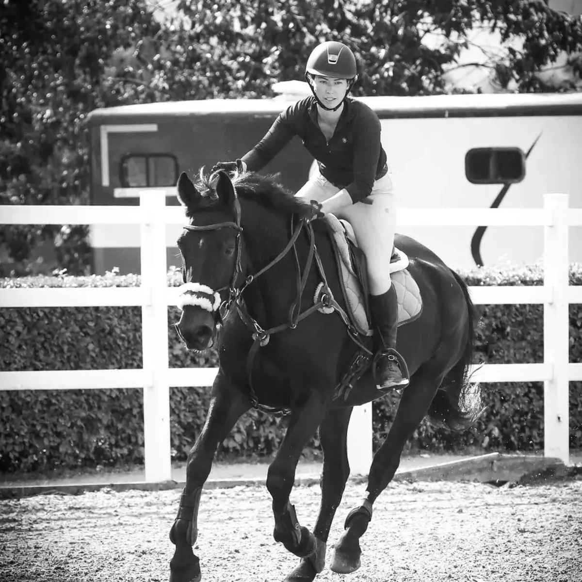 For Sale: 16.3hh Bay Gelding  Kilbrackan Cavalier - Image 2
