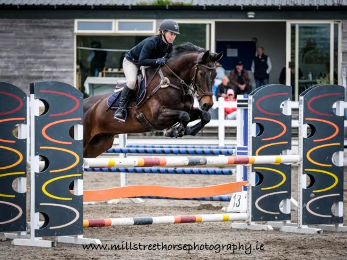 For Sale: 16.3hh Bay Gelding  Kilbrackan Cavalier - Image 1