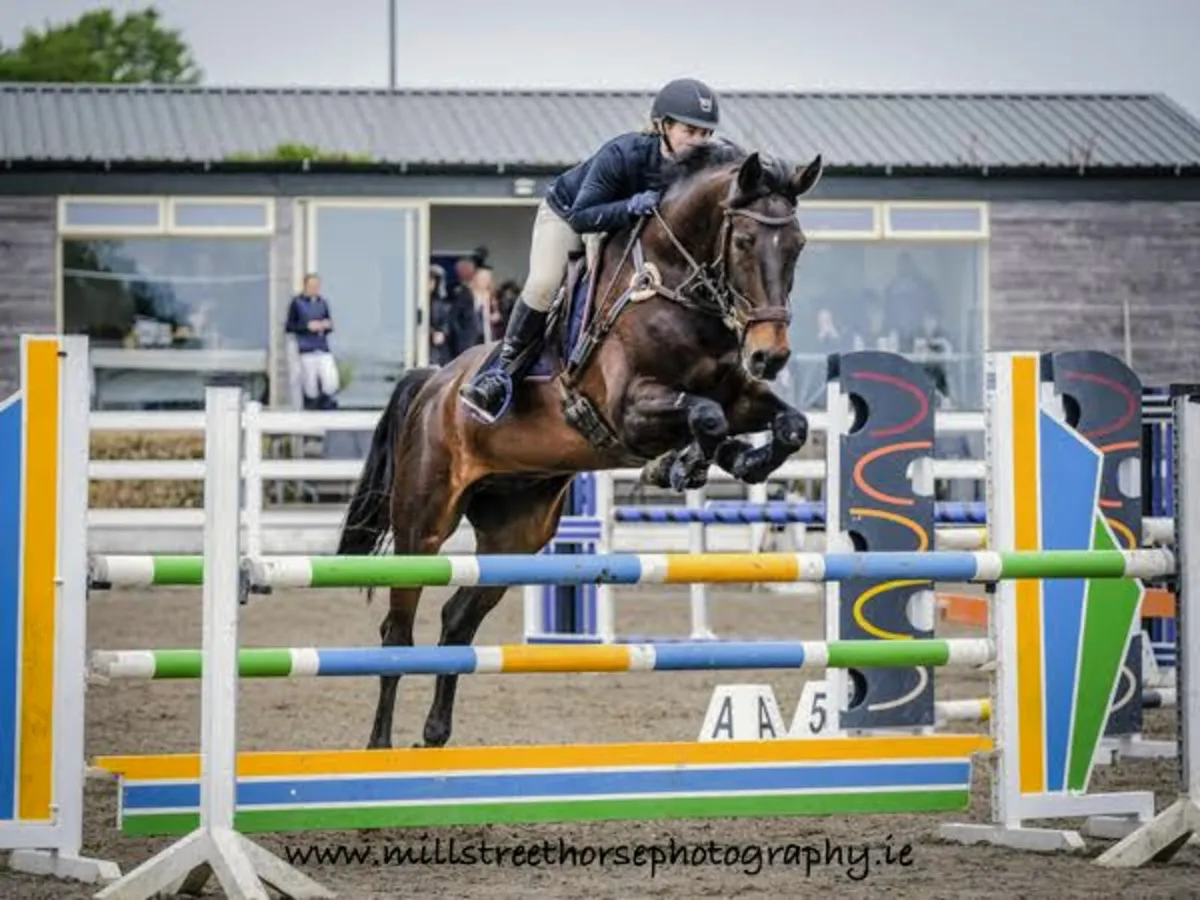 For Sale: 16.3hh Bay Gelding  Kilbrackan Cavalier - Image 4