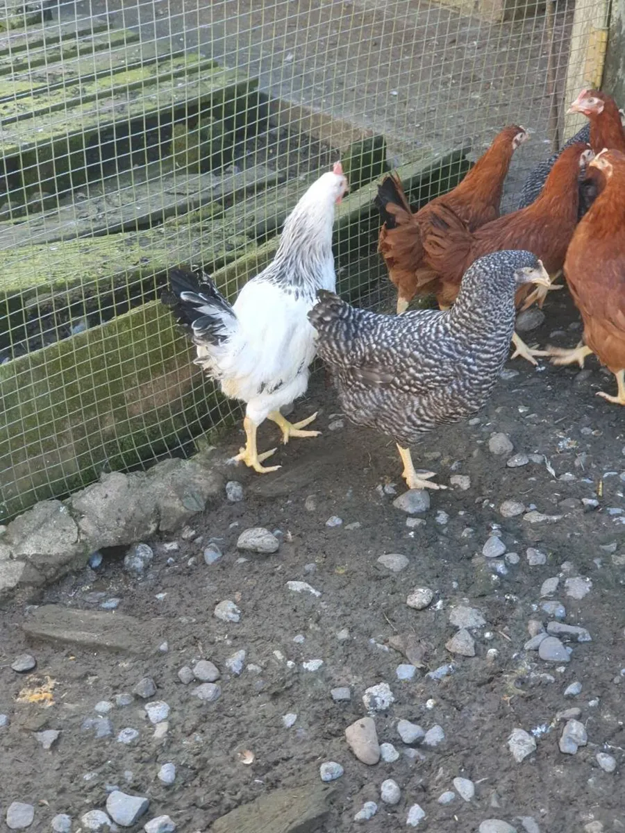 Fertile eggs, hens, chicks, Ducklings everyday in - Image 4