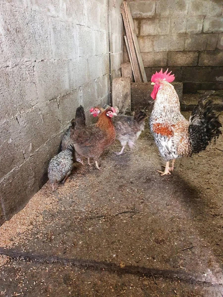 Fertile eggs, hens, chicks, Ducklings everyday in - Image 2