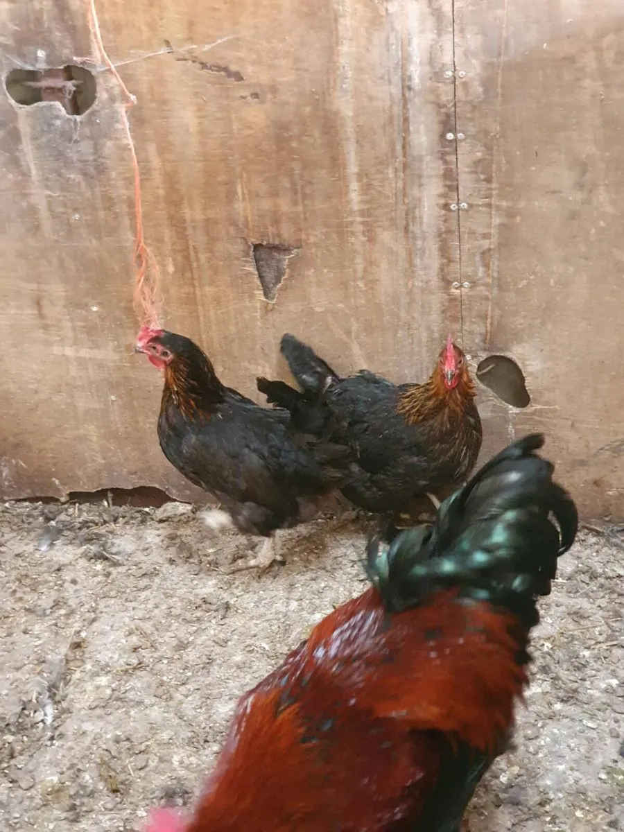 Fertile eggs, hens, chicks, Ducklings everyday in - Image 3