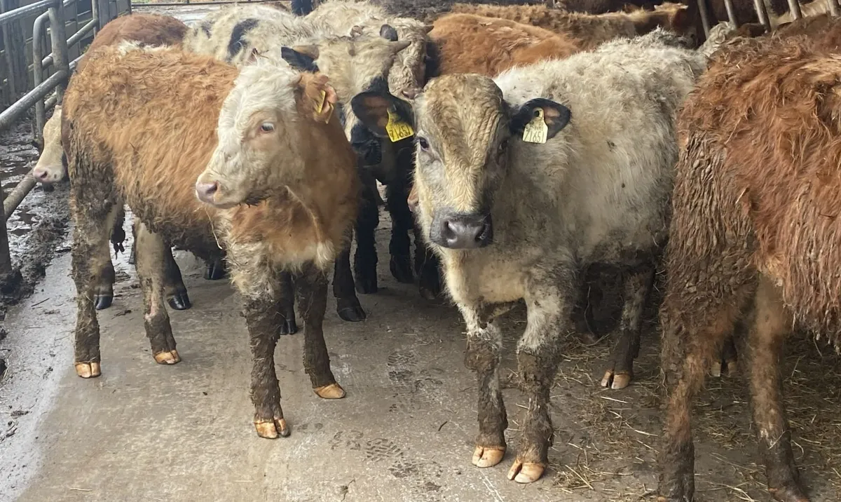 12 Smashing Bull Weanlings - Image 2