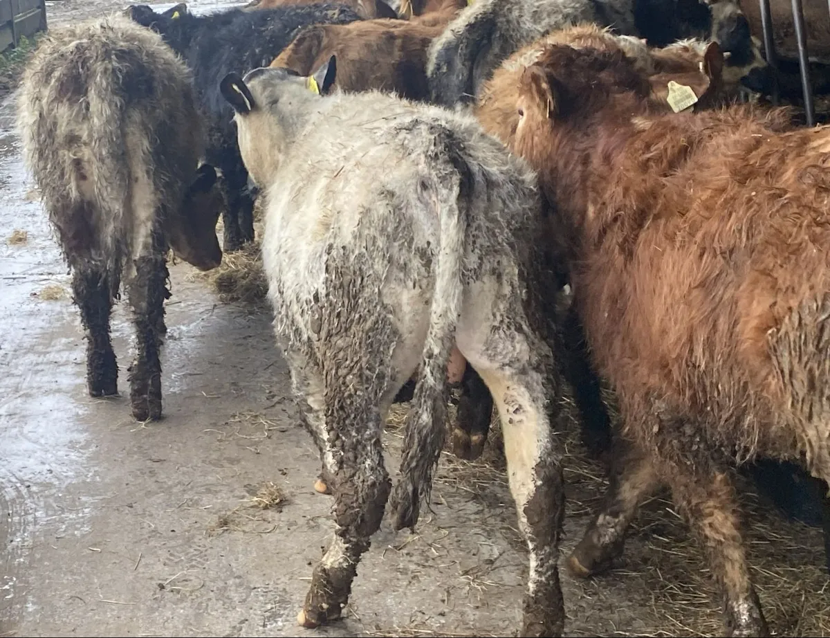 12 Smashing Bull Weanlings - Image 4