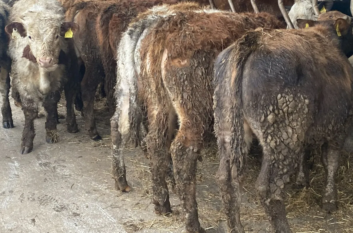 12 Smashing Bull Weanlings - Image 3