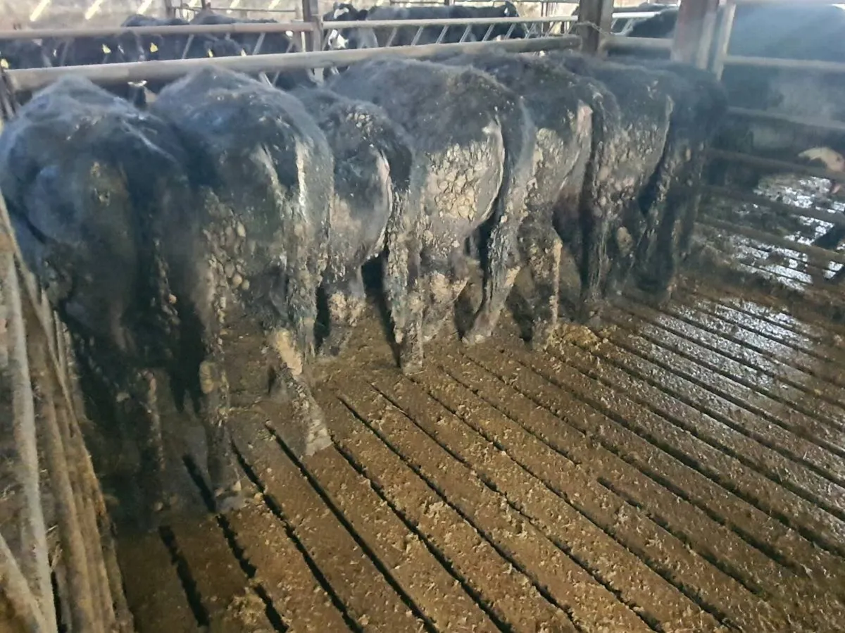 Weanling Heifers - Image 1