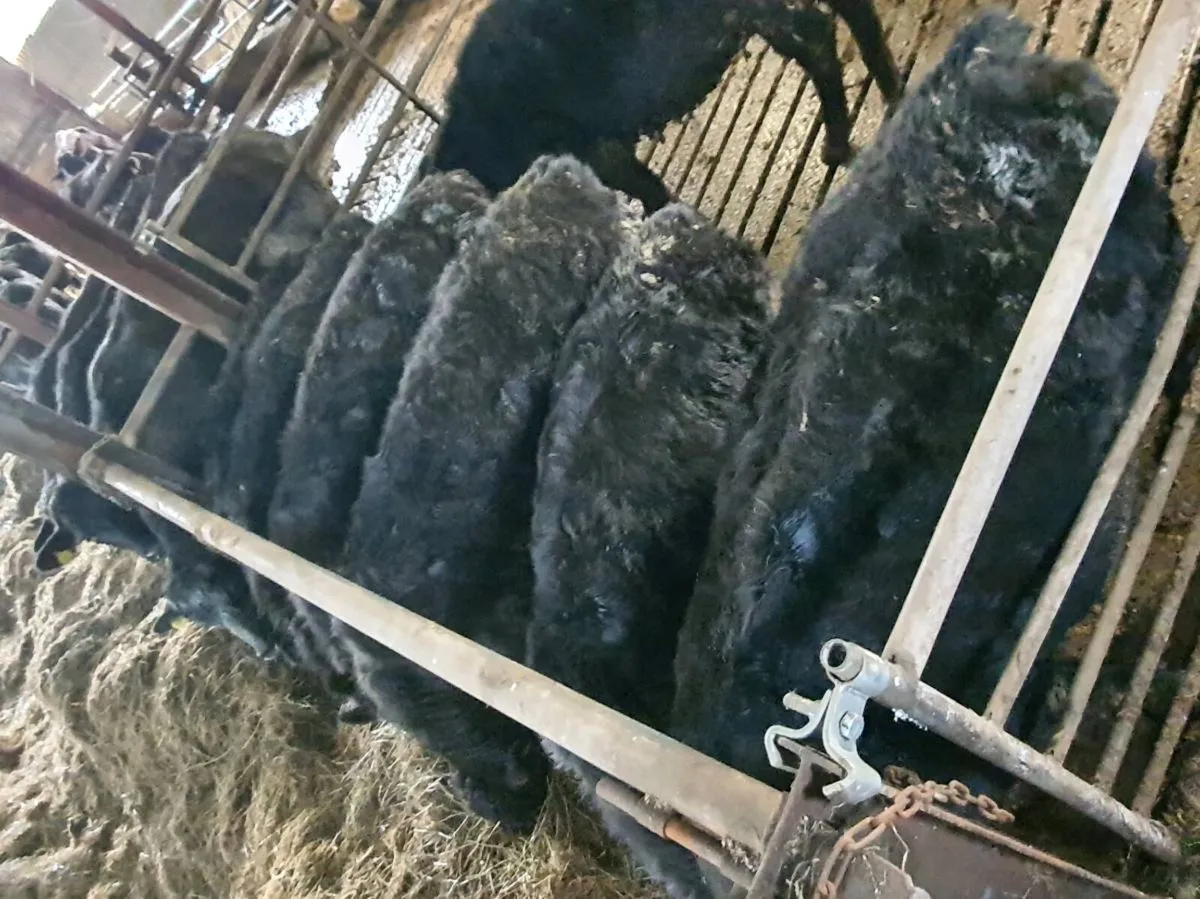 Weanling Heifers - Image 2