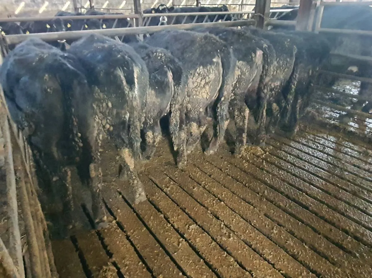 Weanling Heifers - Image 3