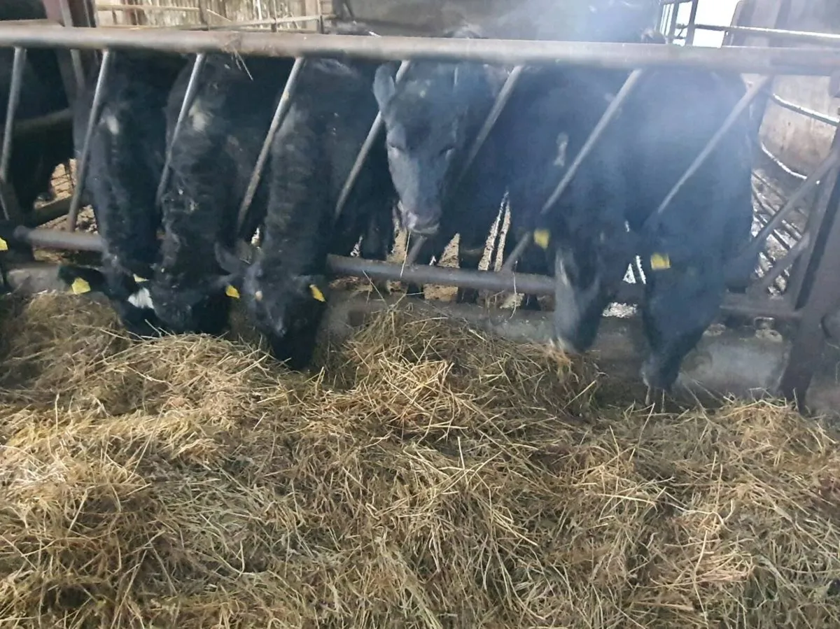 Weanling Heifers - Image 4