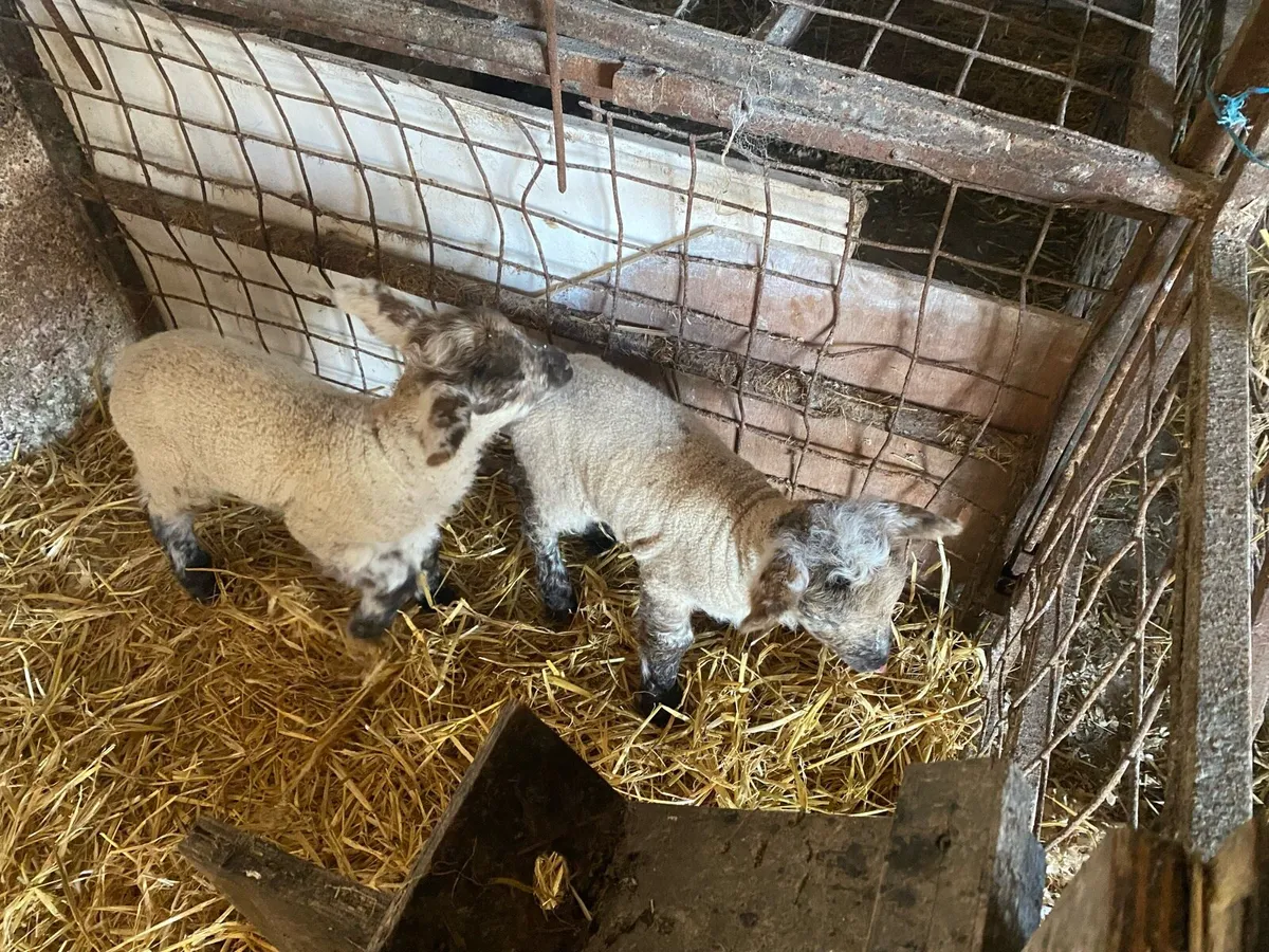 Pet lambs