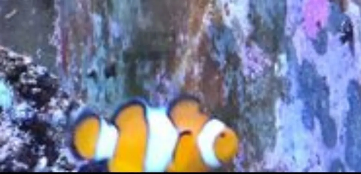 marine fish - Image 3