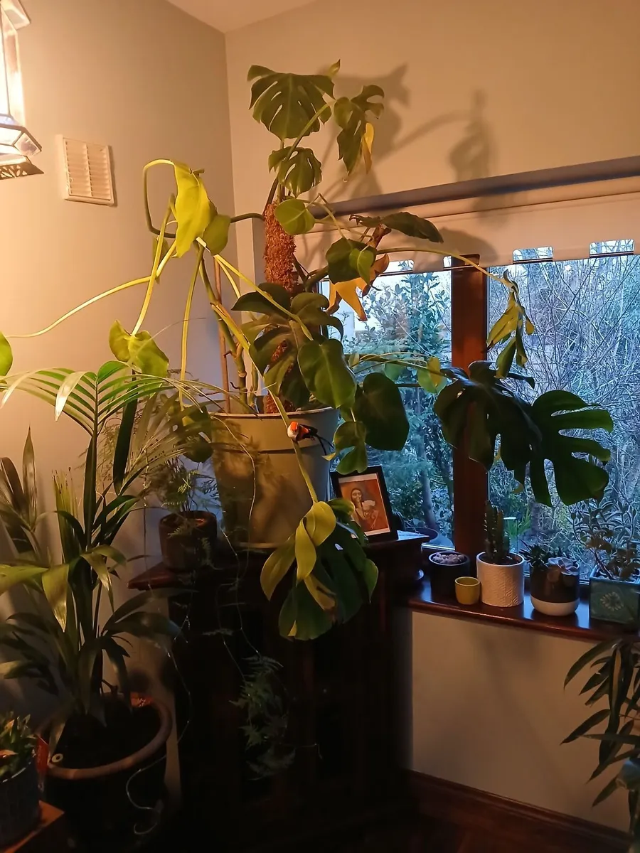 Large Plant. - Image 2