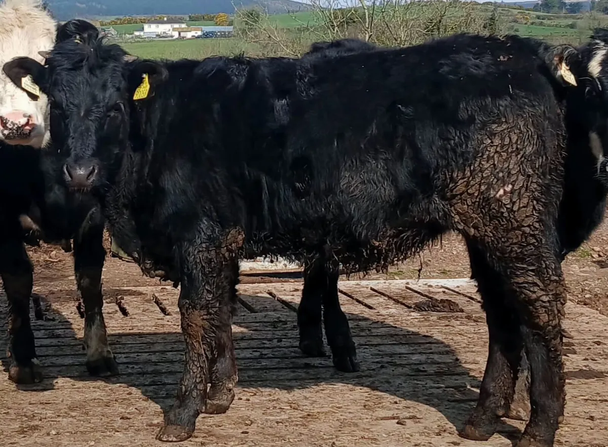 Organic Heifers - Image 2