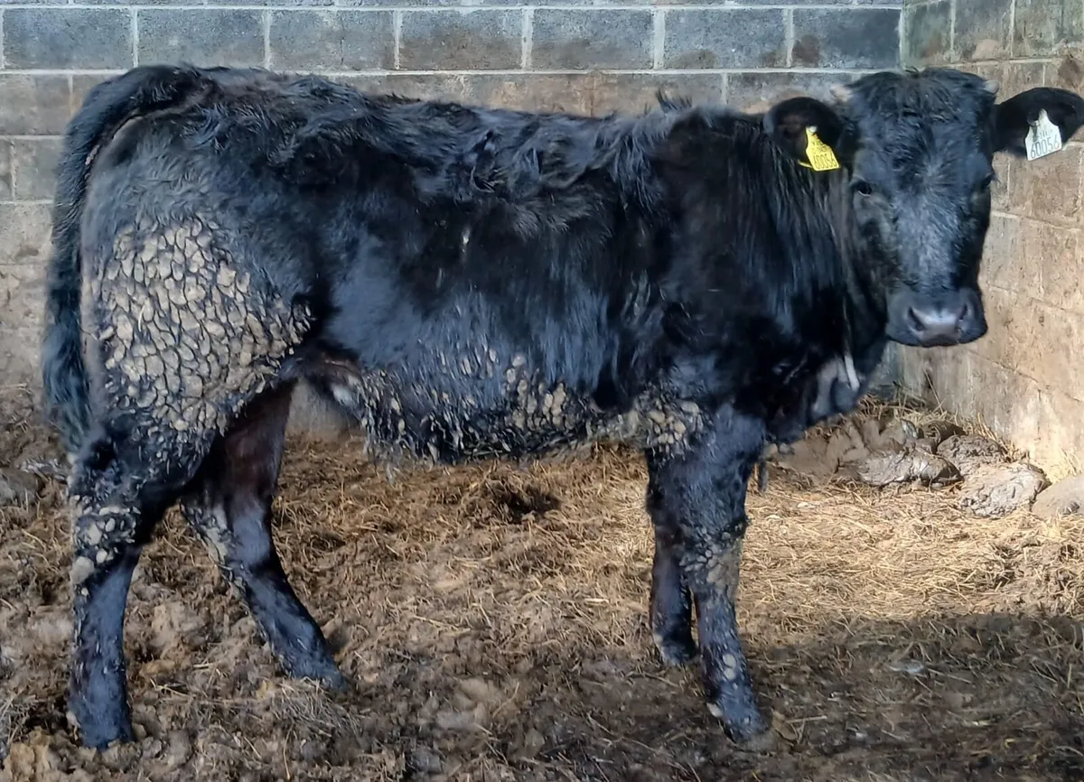 Organic Heifers - Image 1