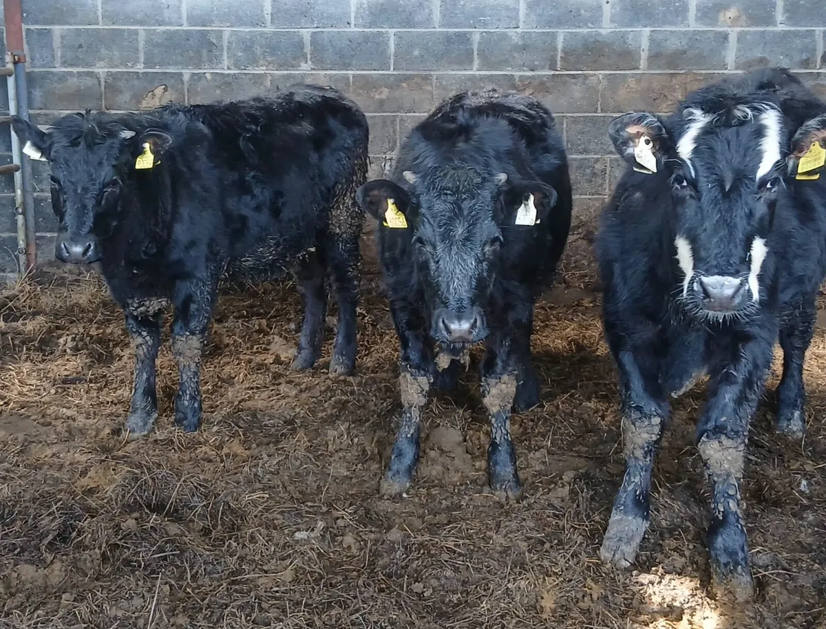 Organic Heifers - Image 4