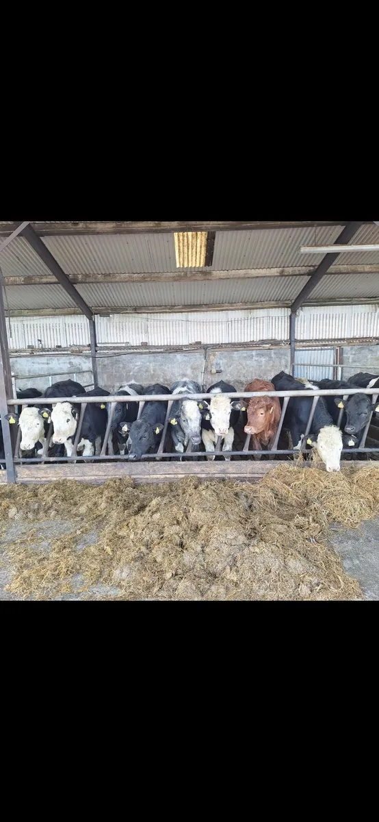 10 bullocks - Image 1