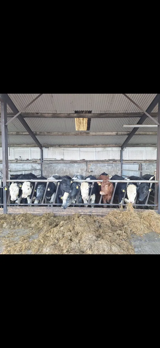 10 bullocks - Image 3