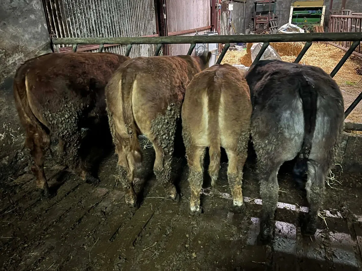 Organic cattle - Image 1