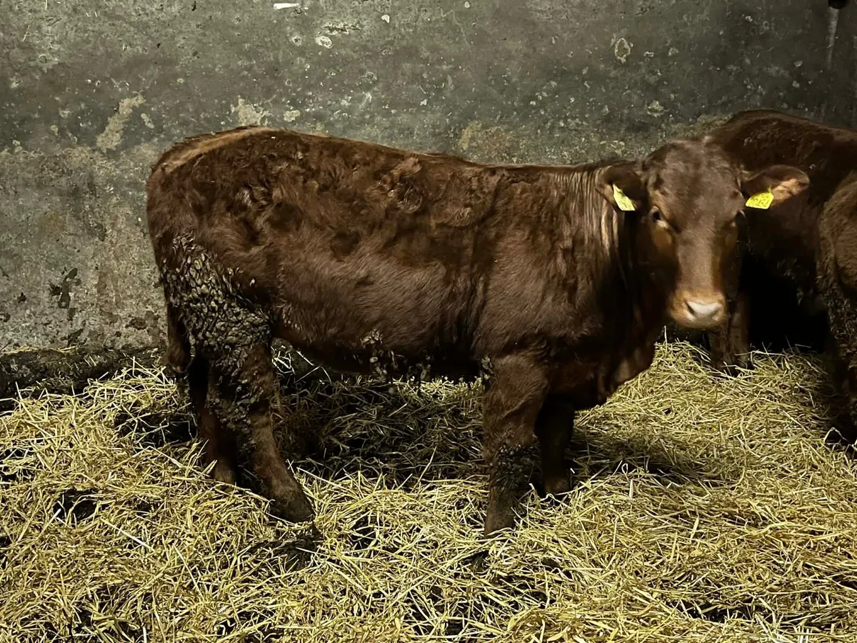Organic cattle - Image 2