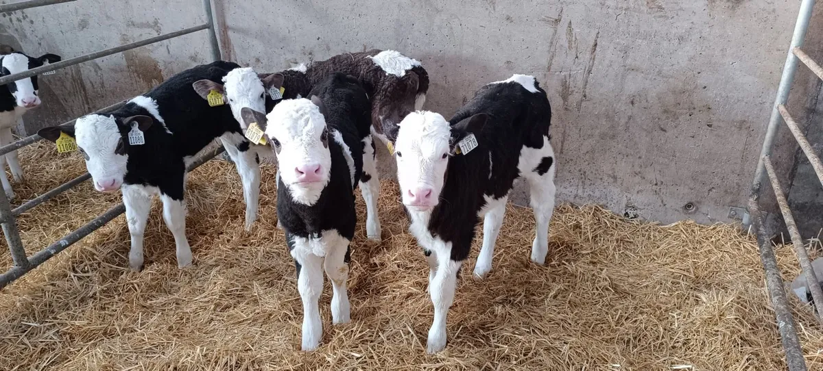 Calves - Image 1