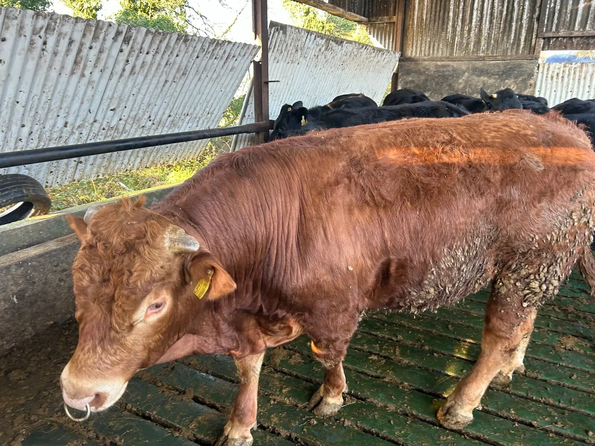 Limousin bull - Image 2