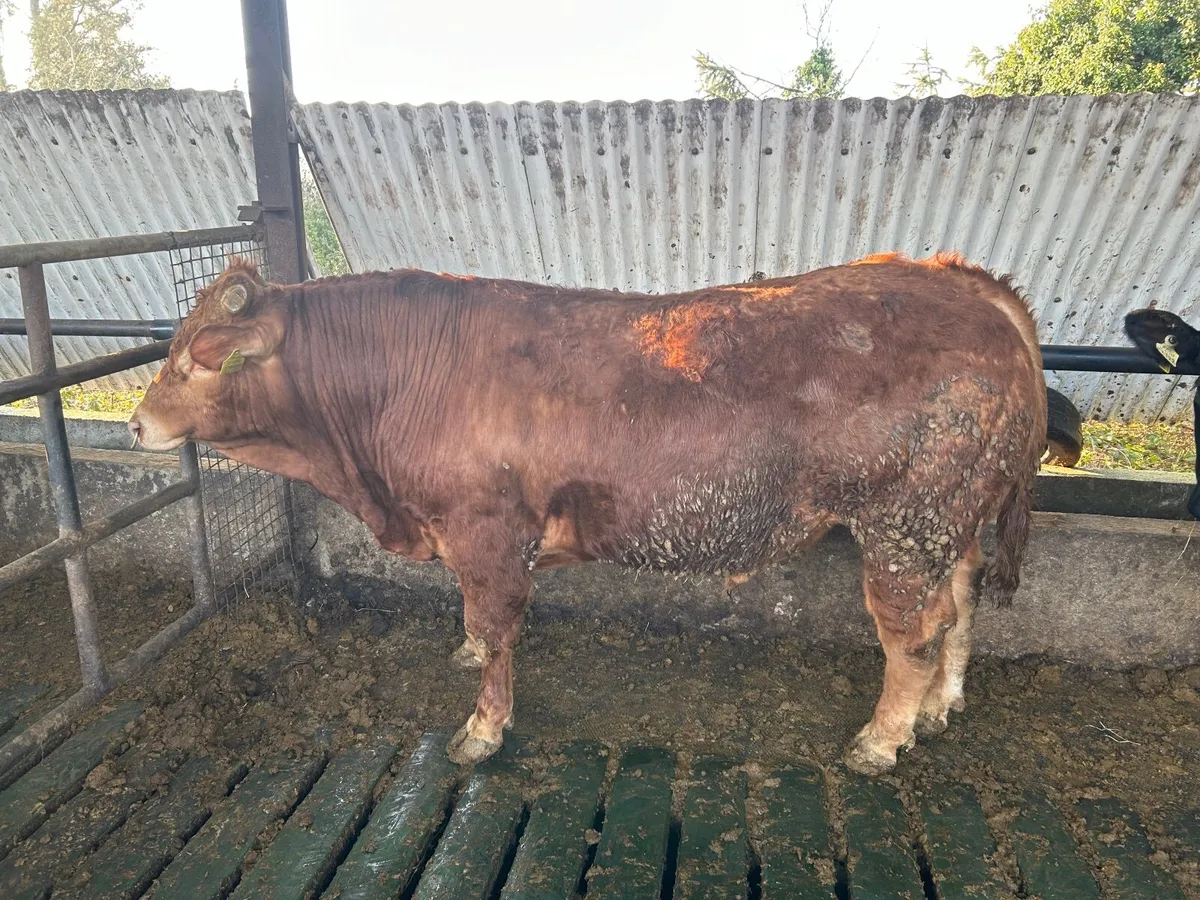 Limousin bull - Image 1