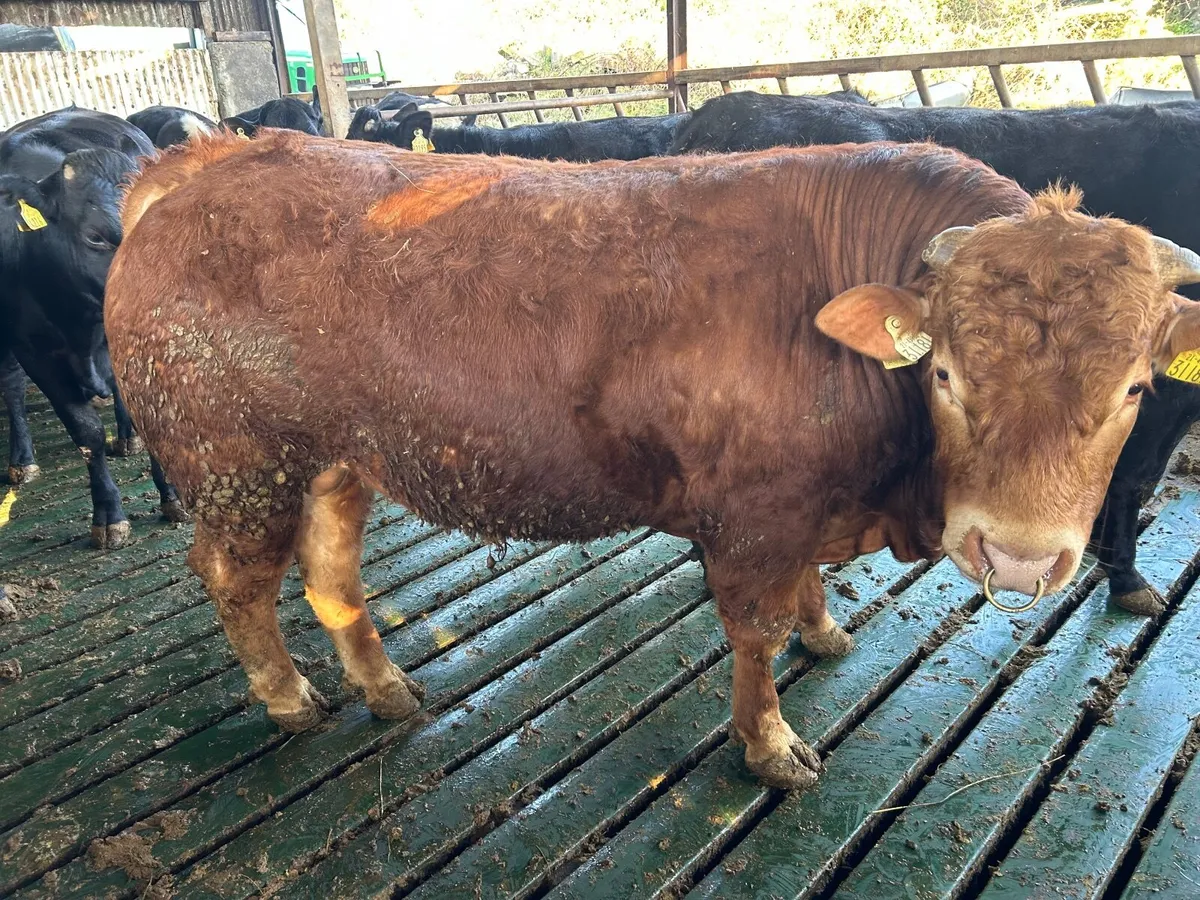 Limousin bull - Image 3