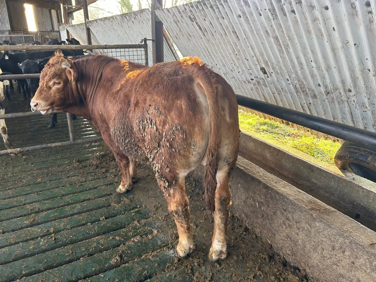 Limousin bull - Image 4