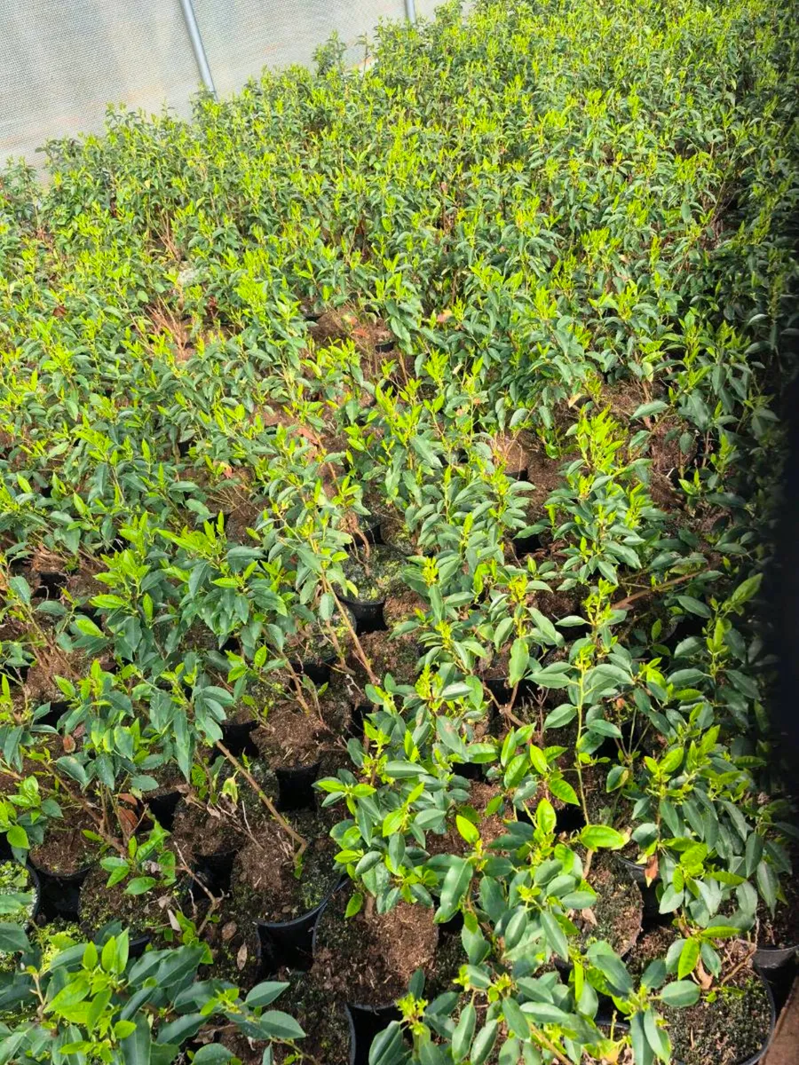 3 litre portuguese laurel hedging 40-60cm - Image 1