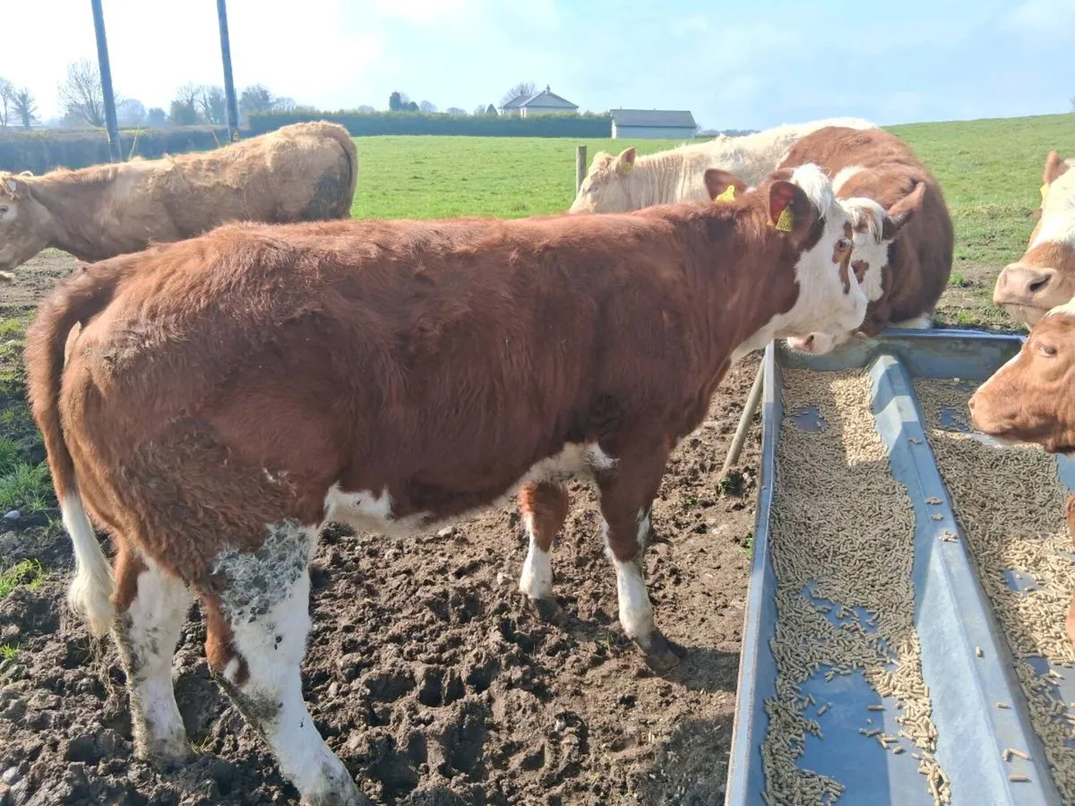 Roscommon organic sale - Image 1