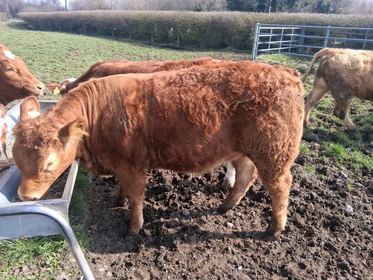 Roscommon organic sale - Image 3