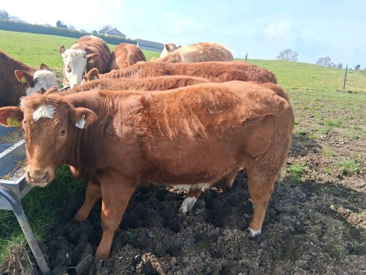 Roscommon organic sale - Image 2