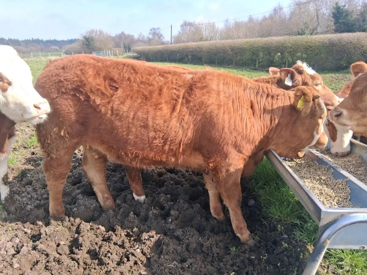 Roscommon organic sale - Image 4