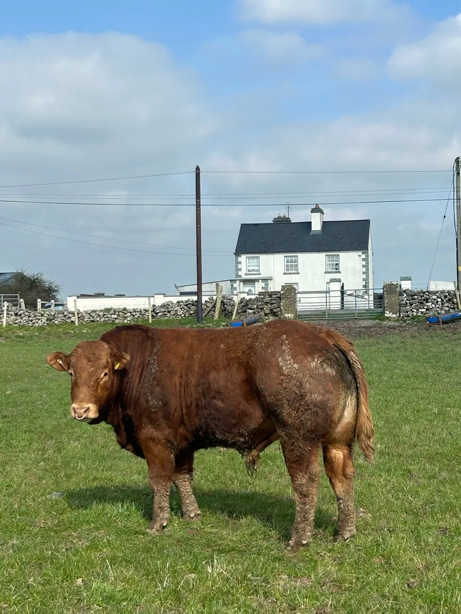 Bulls LM & CH - Image 1