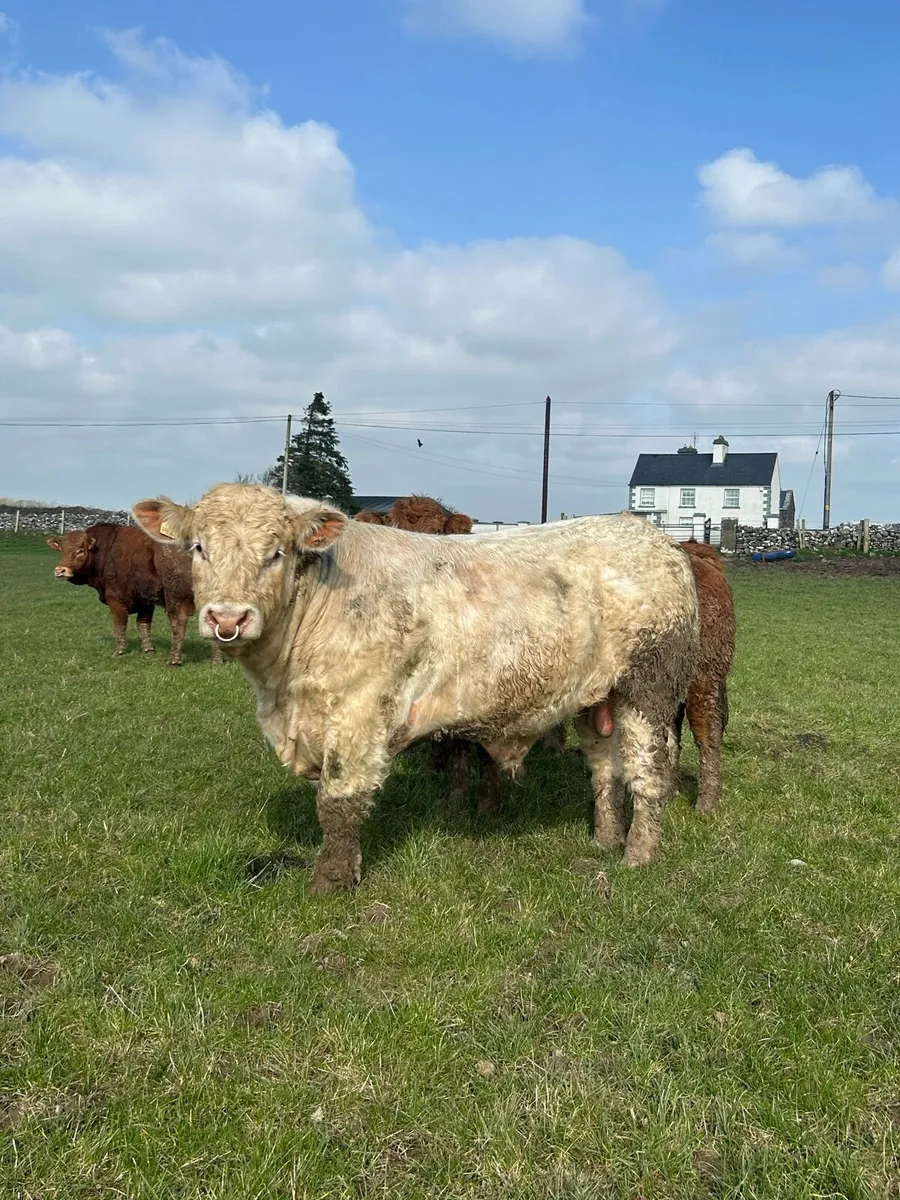 Bulls LM & CH - Image 2