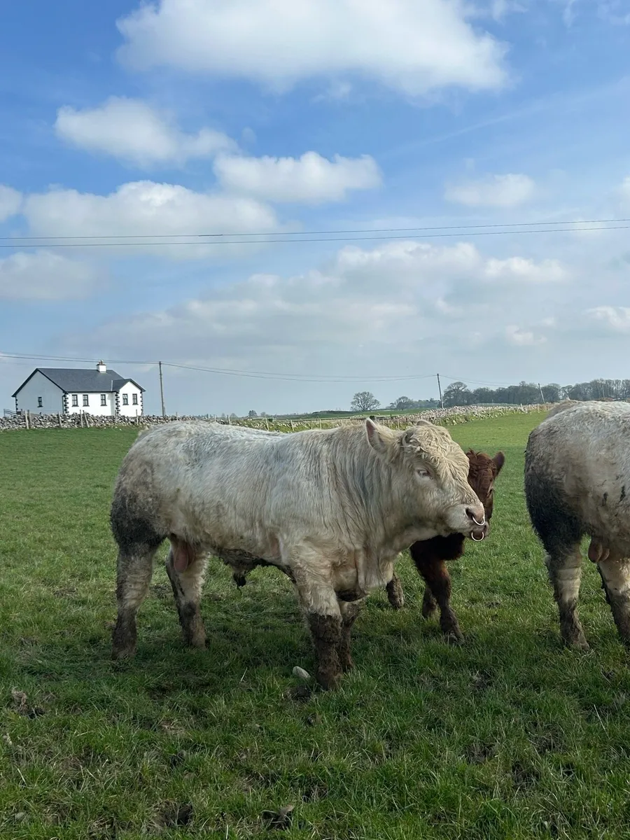 Bulls LM & CH - Image 3