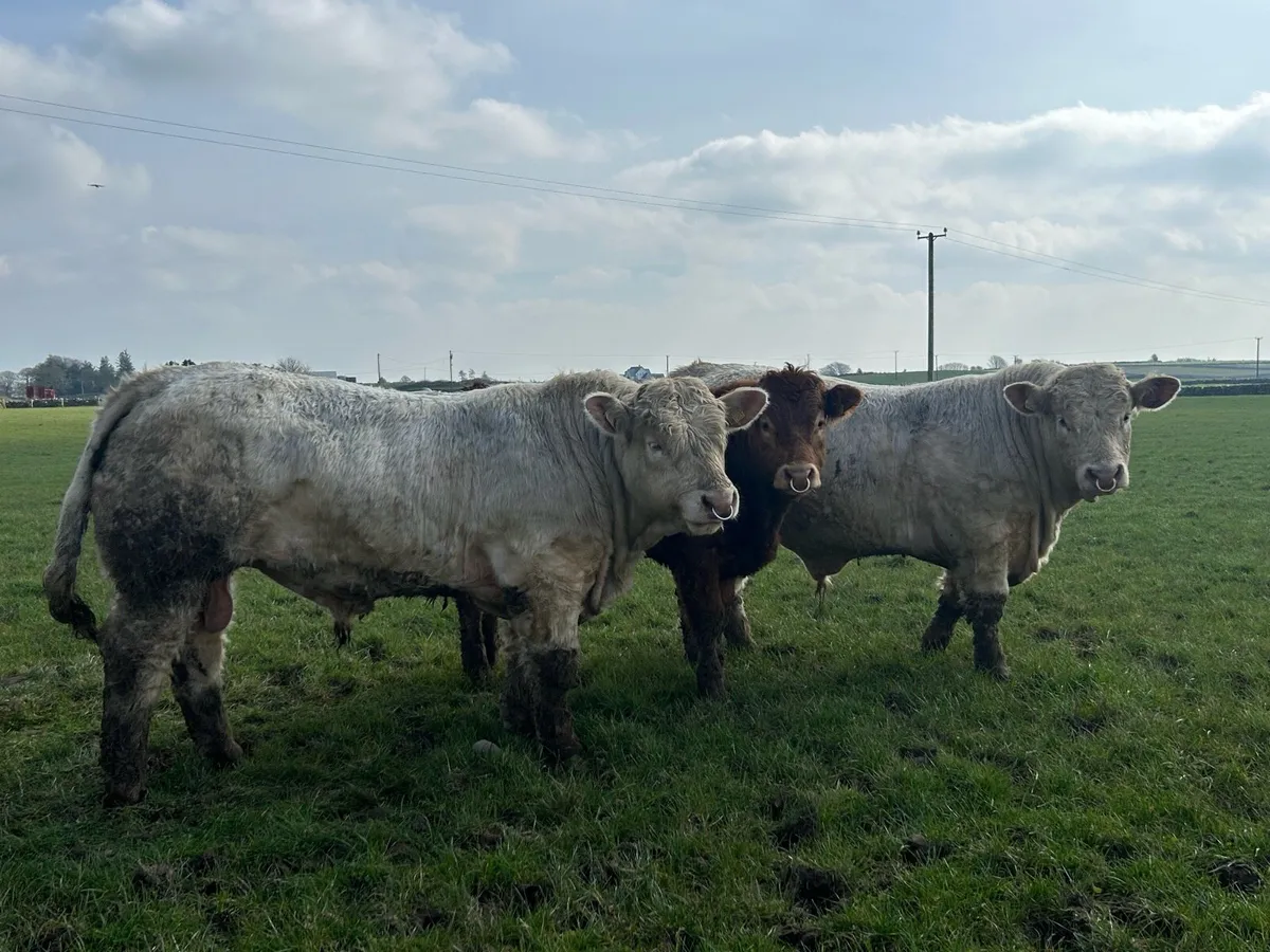 Bulls LM & CH - Image 4