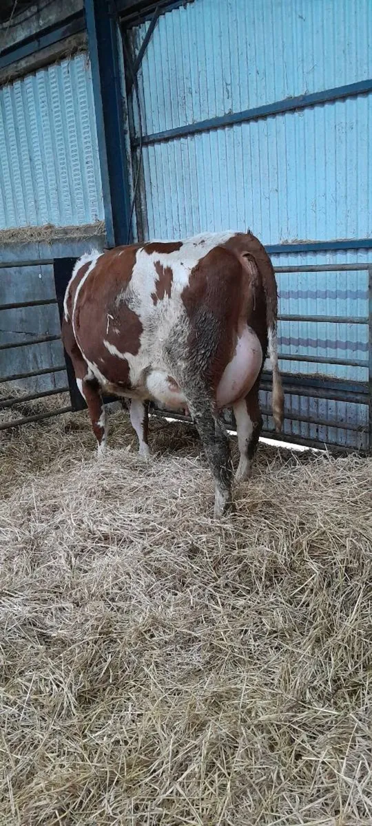 Pedigree heifers - Image 1