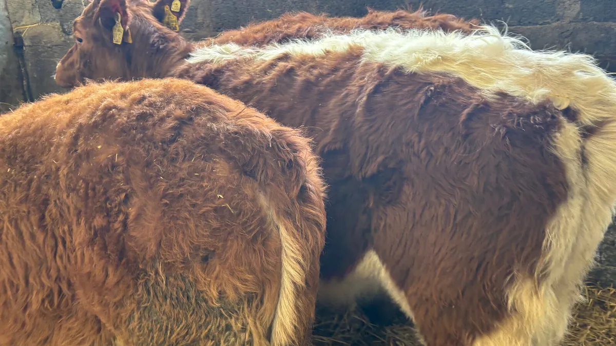 3 Suckler Bred Limousin Heifer Wealings - Image 4