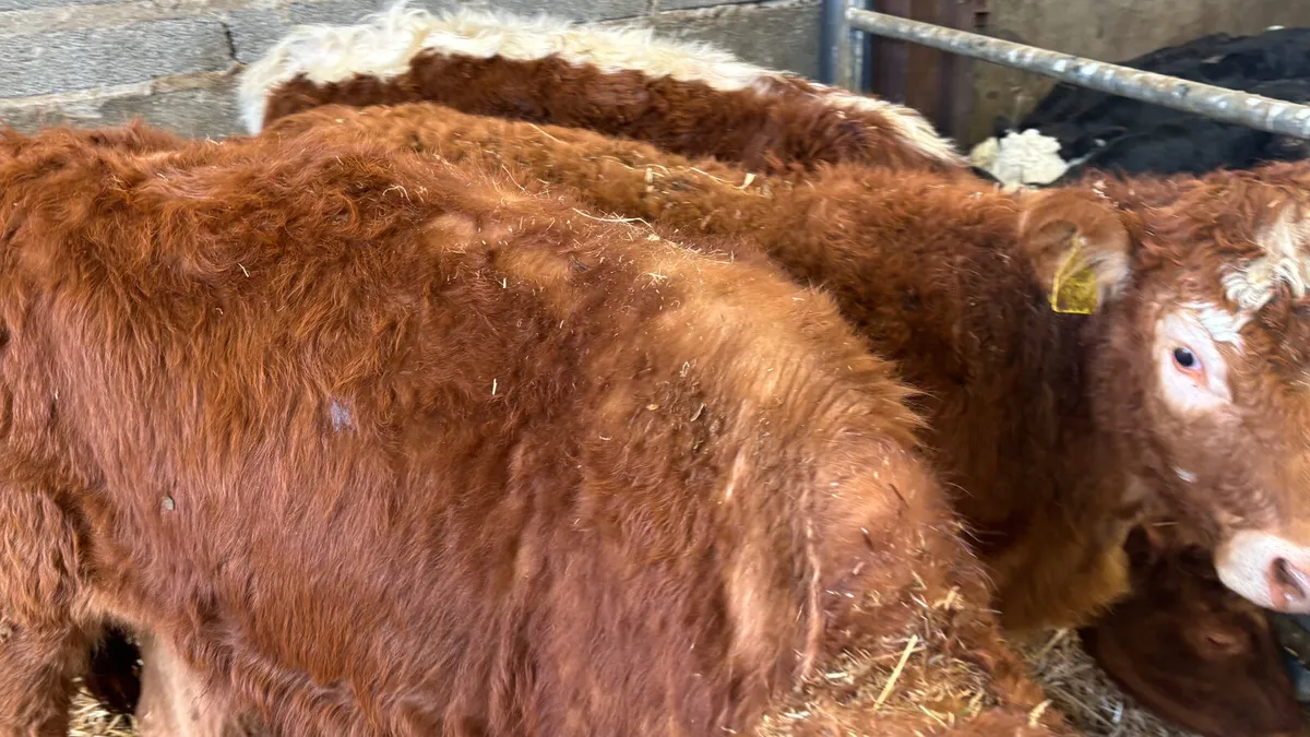 3 Suckler Bred Limousin Heifer Wealings - Image 2