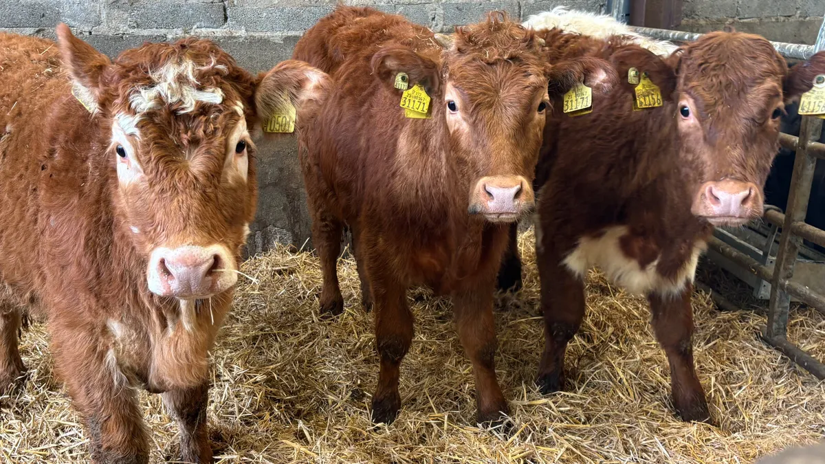 3 Suckler Bred Limousin Heifer Wealings - Image 1