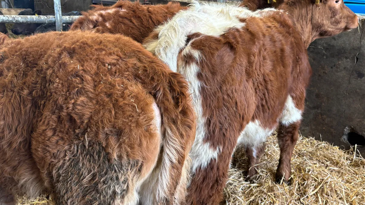 3 Suckler Bred Limousin Heifer Wealings - Image 3