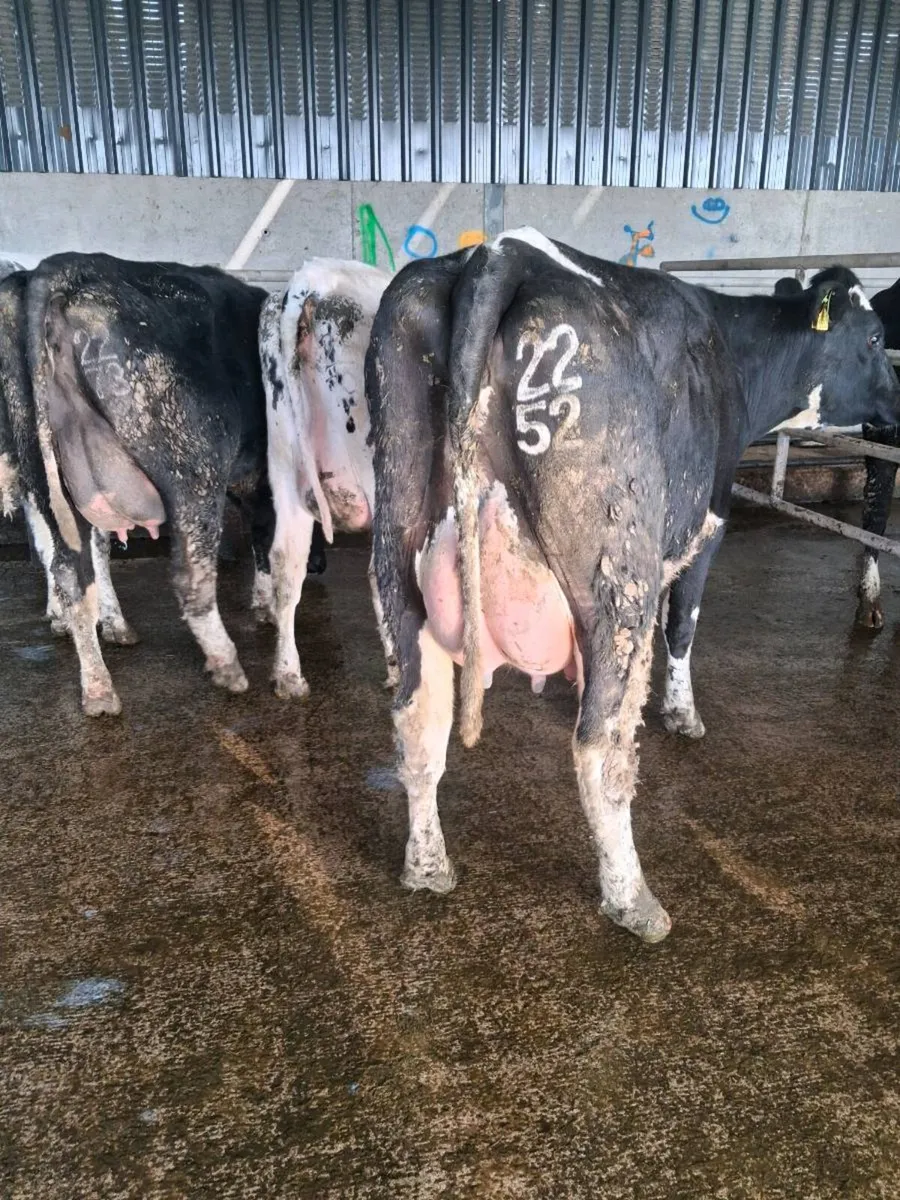 Pedigree  Calved Heifers GORTATLAE  Mart - Image 1