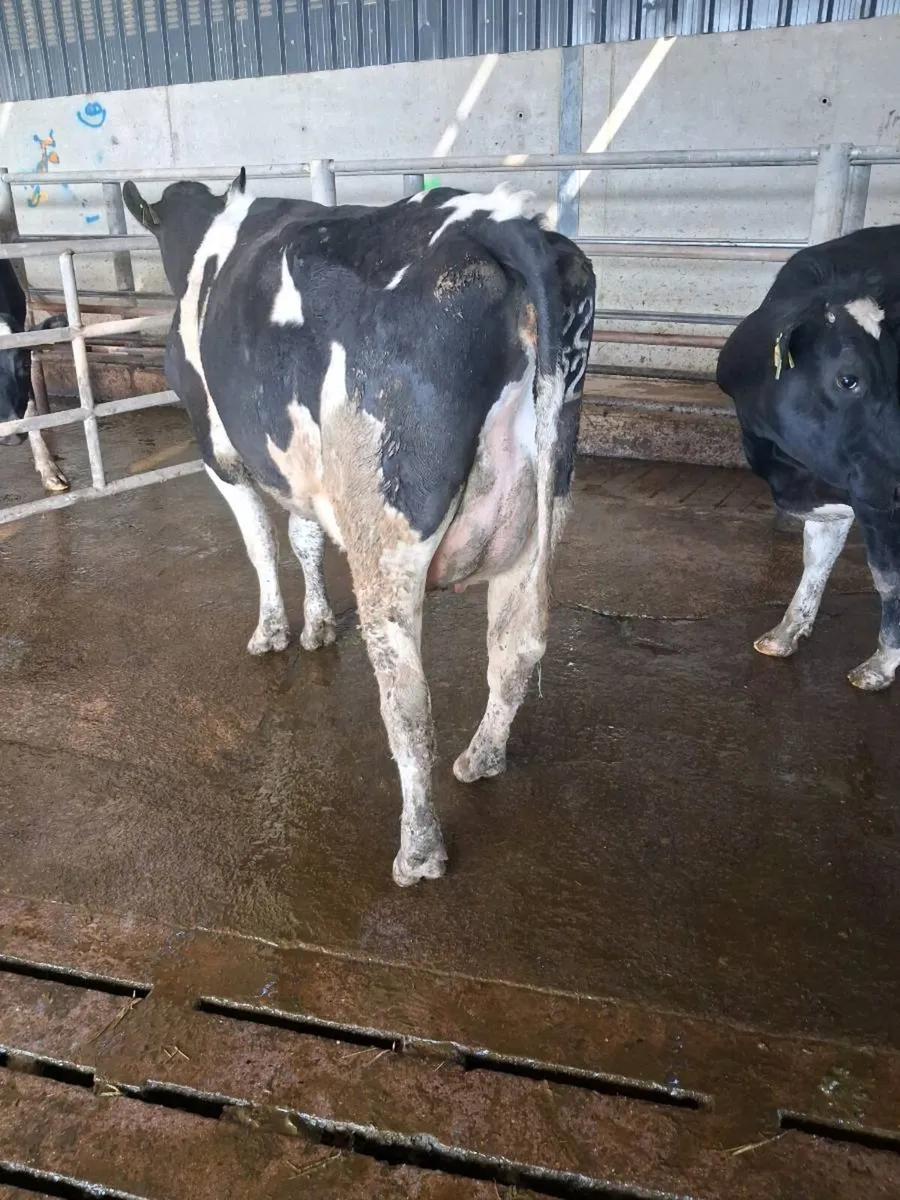 Pedigree  Calved Heifers GORTATLAE  Mart - Image 2