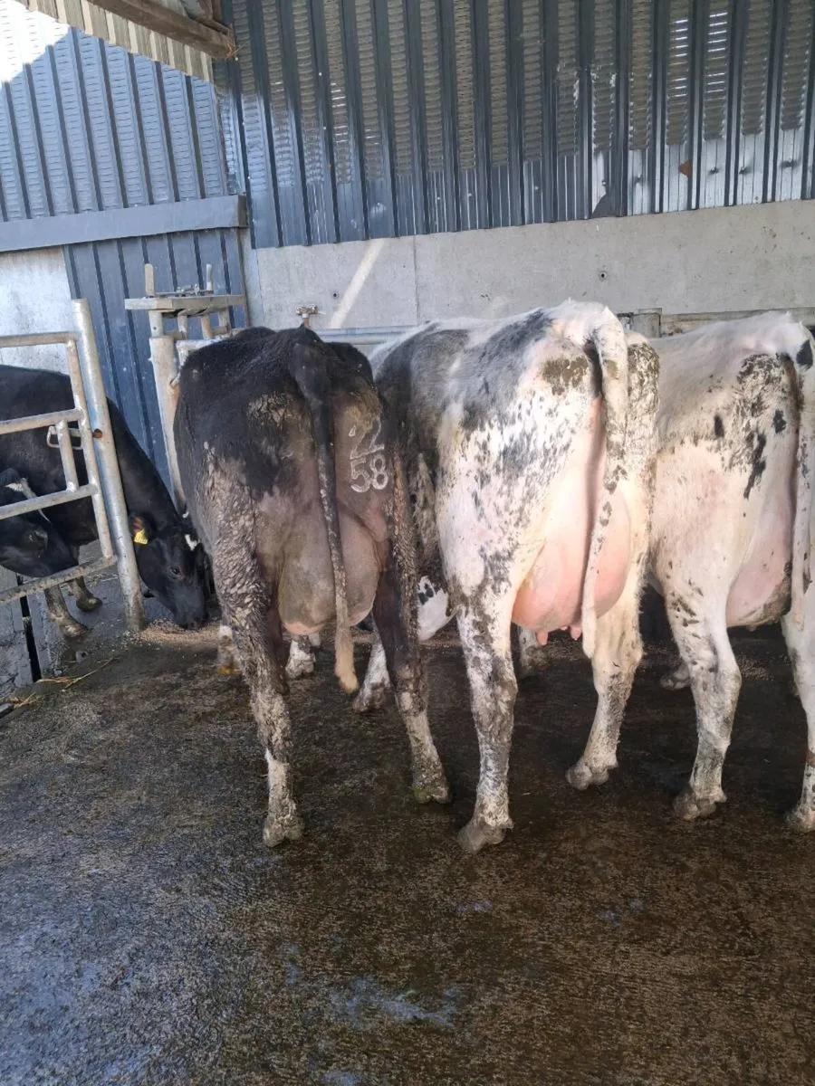 Pedigree  Calved Heifers GORTATLAE  Mart - Image 3