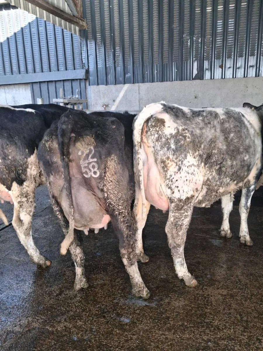 Pedigree  Calved Heifers GORTATLAE  Mart - Image 4