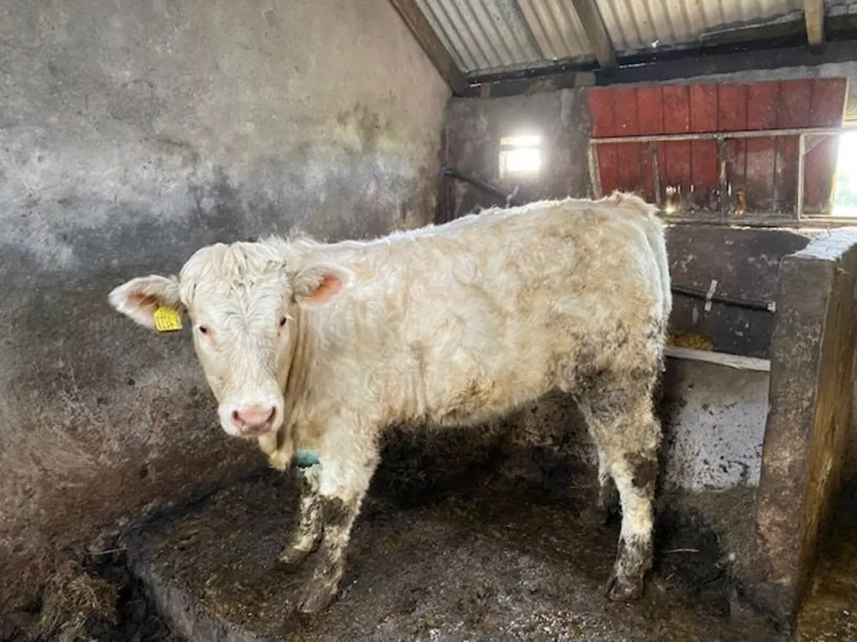 Pedigree (non-reg) Charolais Heifer - Image 1