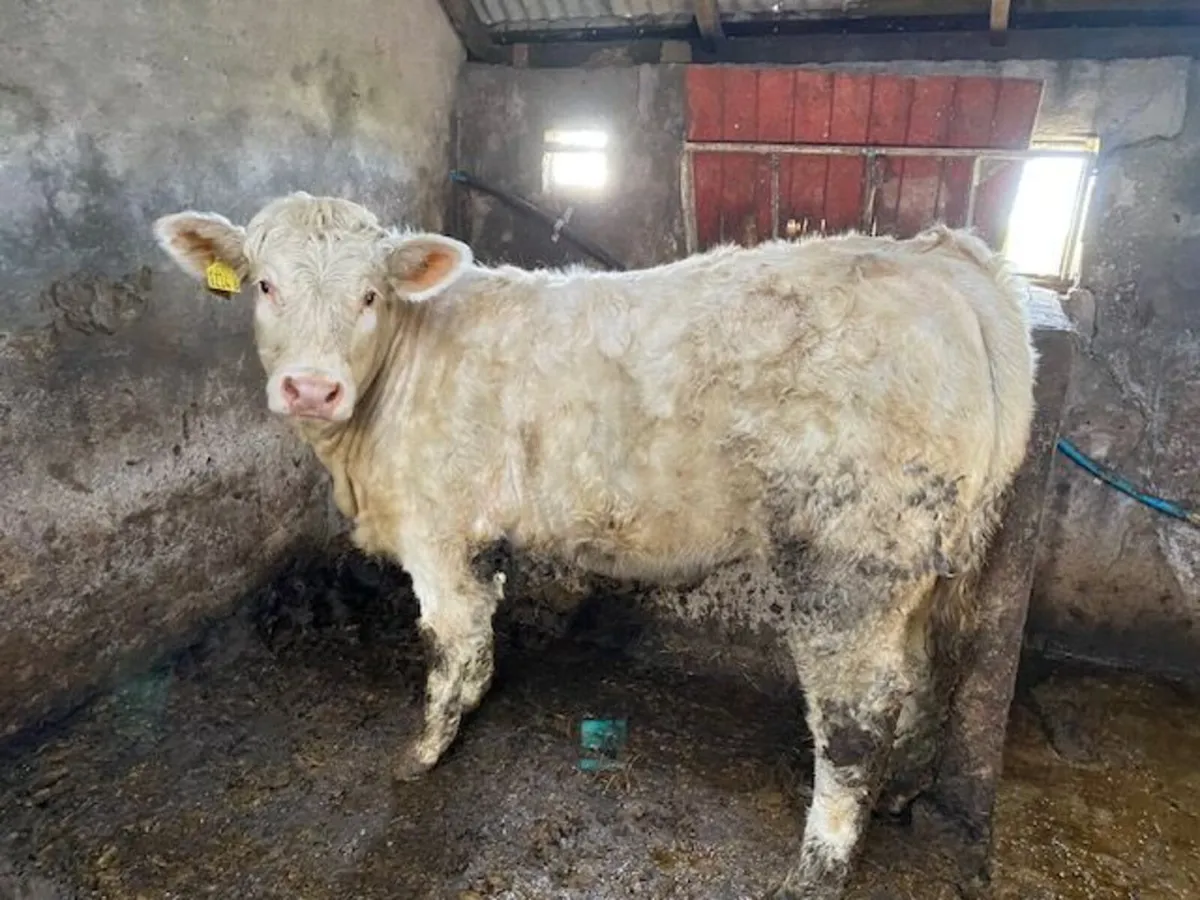 Pedigree (non-reg) Charolais Heifer - Image 2