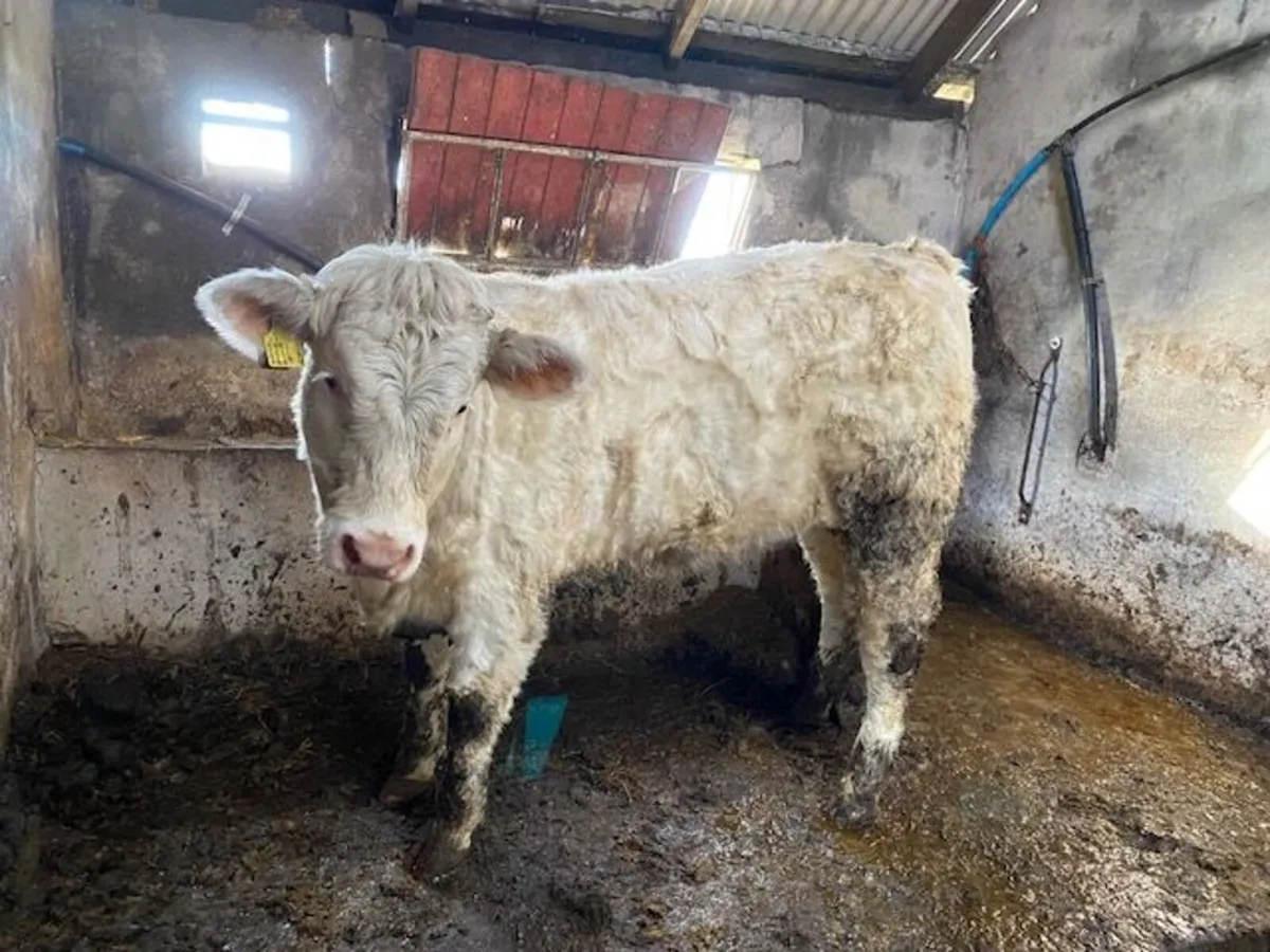 Pedigree (non-reg) Charolais Heifer - Image 3
